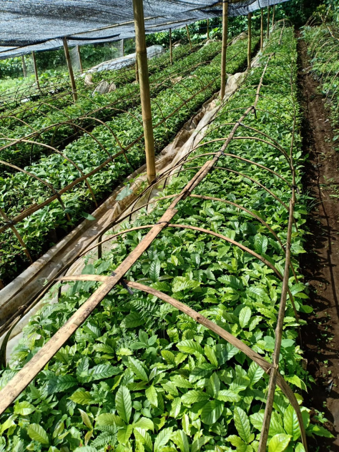 Perkebunan Kopi di Desa Munduktemu